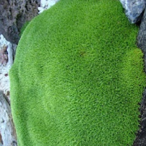 20 Semillas de Scleranthus biflorus  - impresionante cubierta de suelo - Zdjęcie 1 z 1
