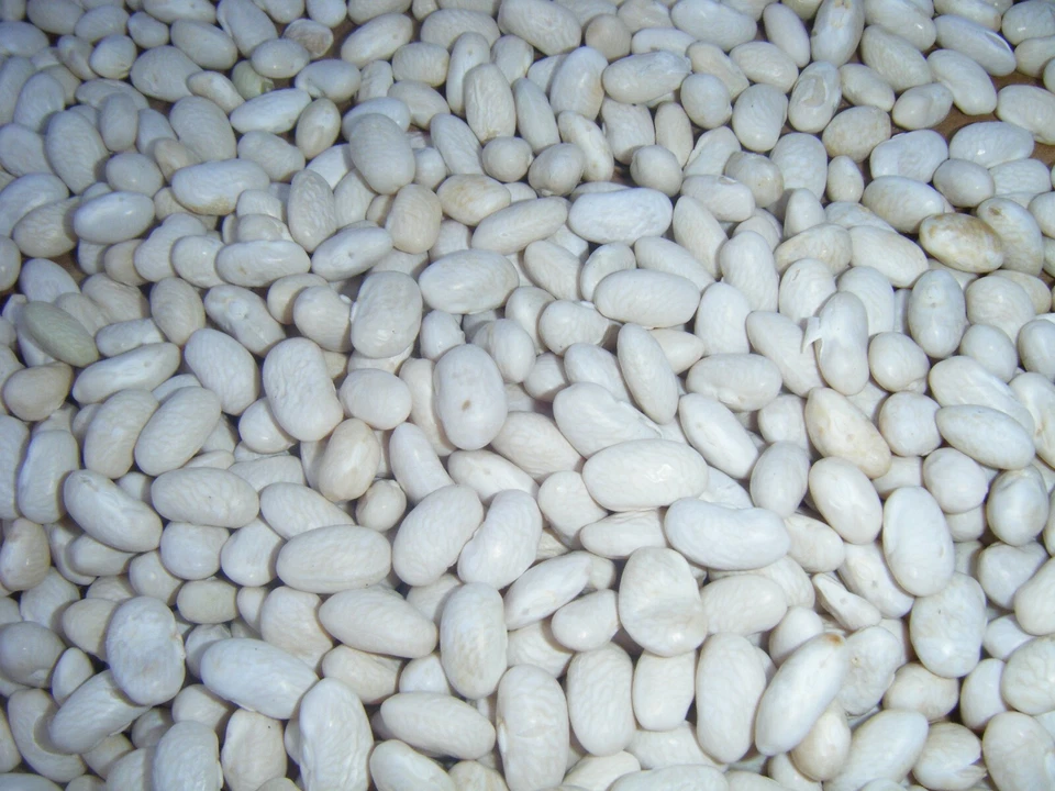 Más de 300 semillas de reliquia de frijoles grasos blancos Kentucky Cornfield 300+ enviadas por correo rápido Foto 2 de 4