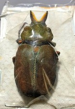 Cetoniidae INCA PULVERULENTUS ****male**** Brasil