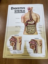 3D Human Body Charts Digestive System EI-5220 MINT Educational Insights 9x13