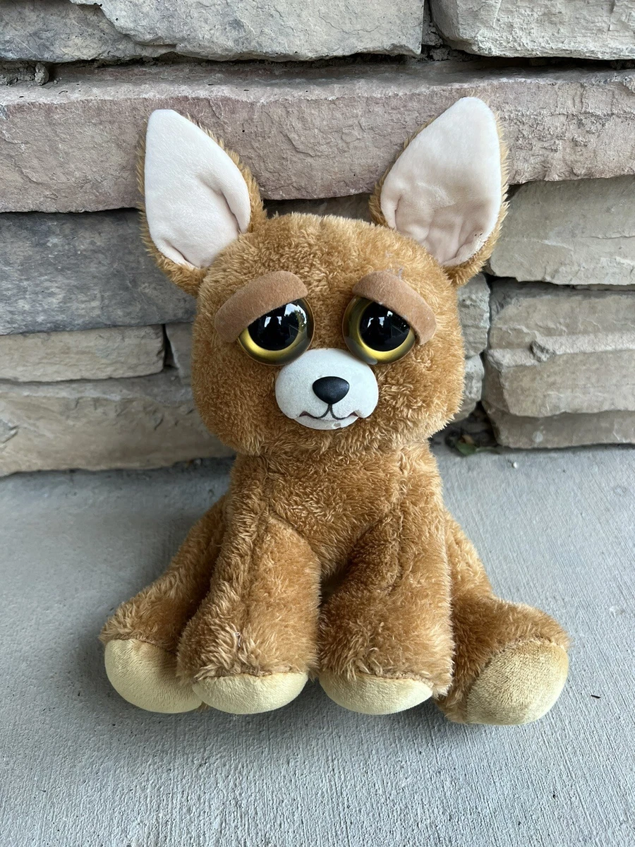 Feisty shop pets chihuahua