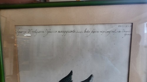 Antique hand colored etching bird , Mid 18th C, Saverio Manetti, Book plate - Picture 5 of 7