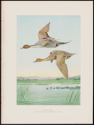 1904 Fuertes Original Antique Chromolithographie Impression Oiseau Pintail Canard - Photo 1/1