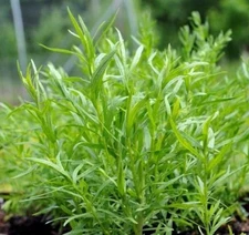 Russian Tarragon Herb Seeds, NON-GMO, Dragon Wort, Variety Sizes, FREE SHIPPING