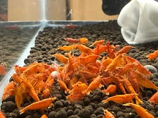 Orange Sunkist Neocaridina Shrimp 10+ FREE SHIPPING