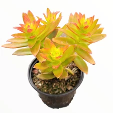 Crassula capitella 'Campfire' Succulent Plant