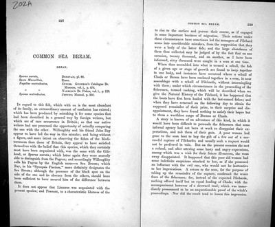 Antiker alter Druck Couch Textseiten Britischer Fisch 1862 Coomon Meeresbrasse Brasse