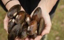 (20+)Live Freshwater Mussels/clams Aquariums ...