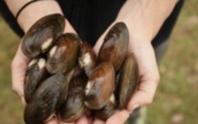 (20+)Live Freshwater Mussels/clams Aquariums ponds bio filter, Natural Remedy
