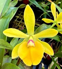 Epicattleya Golden Spring blühend NEW Orchidee Cattleya Epidendrum