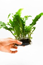 Java Fern 'Lionfish' Microsorum Pteropus on Nutripad - Rare Live Aquatic Plant