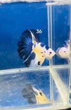 BETTA HALFMOON MARBLE BLUE LIVE FISH HIGH QUALITY 36
