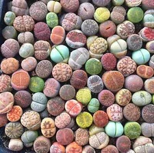 Mixed Succulent Plant Seeds, Living Stones Lithops Seeds. 100pcs/pack