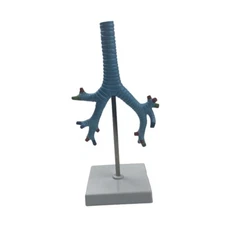 PVC Human Trachea and Bronchi Model Medical Anatomical School