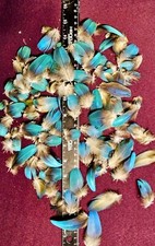 Blue And Gold Macaw Feathers-1 Bag Of 50.  1/4