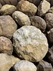 BOX OF KENTUCKY GEODES:VARIOUS SIZES-1” TO 4” LAPIDARY! BOX B — photo 3
