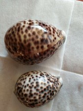 Conchiglia cypraea tigris 85mm /70mm  coppia shell da collezione fossile 