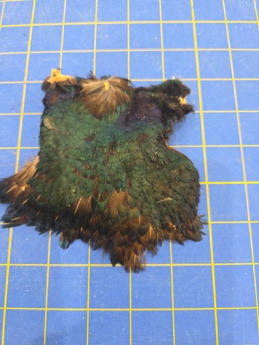 MC15 Black Ringneck Rooster Head Feathers Body Pelt Skin