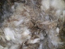 Bergschaf "Düngen" Schafe-Wolle-Schur 5kg Schafwolle- Rohwolle