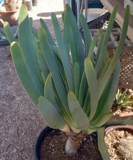Aloe plicatilis Multi Fan Blue Strap Leaves Thick Trunk specimen Plant 48