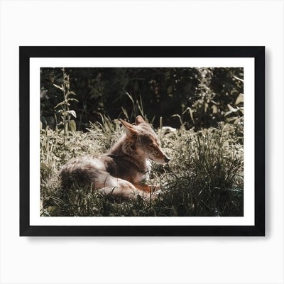 Sonne badet Kojote Kunstdruck gerahmt Wandbild Poster Leinwanddruck Bild