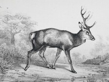 Cerfs Dix Cors ANTOINE LOUIS