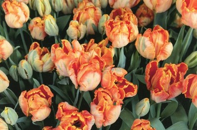 Apricot Parrot Tulips Known as Professor Rontgen Tulips, 2025 --New POSTCARD