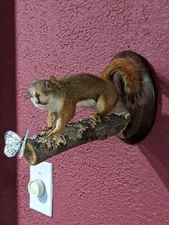 Red Squirrel Mount Taxidermy Decor