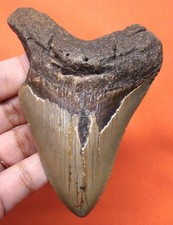 MEGALODON SHARK TOOTH - REAL FOSSIL 3.86