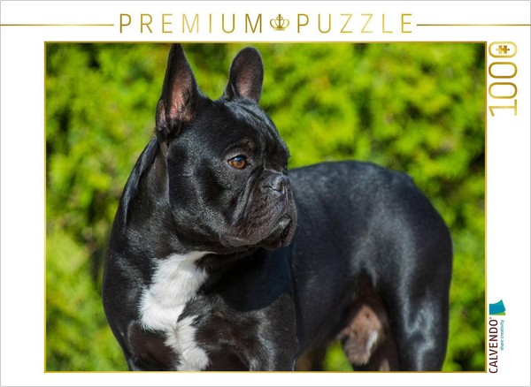 Calvendo Puzzle Traumhund FranzöSische Bulldogge | 1000 Teile Lege-GrößE 64 × 48-image