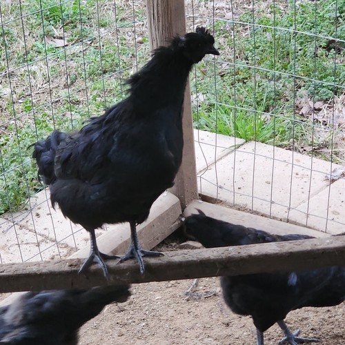 RARE PUREBRED AYAM CEMANI HATCHING EGGS! 10+. BONUS MYSTERY EGGS WHEN AVAILABLE - Picture 3 of 4