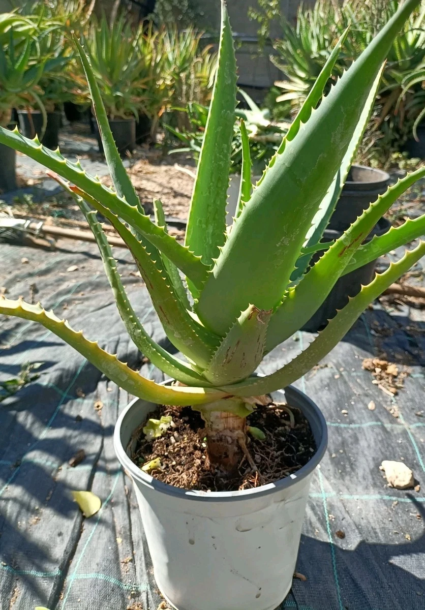 Aloe arborescens | Acquisti Online su eBay