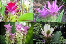 Pretty Imported Double Curcuma Multicolour Flower Bulb Pack Of 5 Bulbs