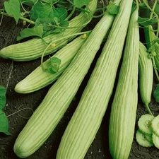 Armenian Cucumber Seeds - 50+ Count - For 2025 Planting Yard Long Serpent