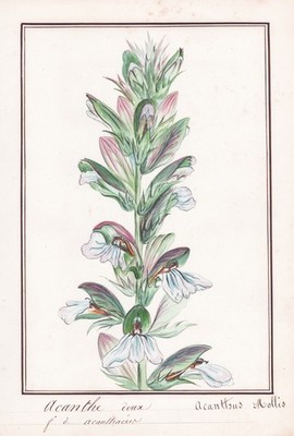 Acanthus Mollis acanthe doux flower Blume botany Botanik Aquarell drawing 1830