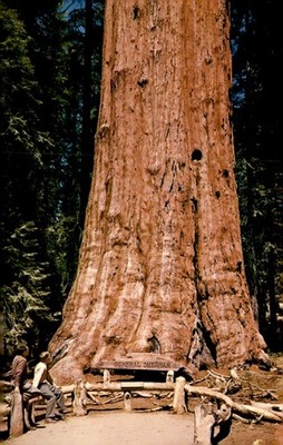 General Sherman Tree, Sequoia National Park, California Postcard