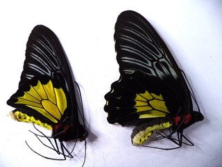 UNMOUNTED BUTTERFLIES/ORNITHOPTERA T RHADAMANTHUS NO 2 PAIR.