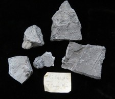 Trilobite- Phacops- Five Sections-  Ohio Asphalt Co., Near Seven Caves, Ohio