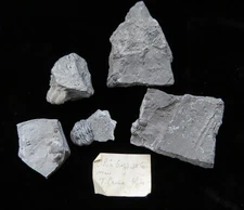 Trilobite- Phacops- Five Sections-  Ohio Asphalt Co., Near Seven Caves, Ohio