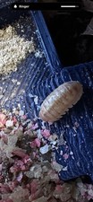 15 Armadillidum vulgare PennyPack Gold Isopods