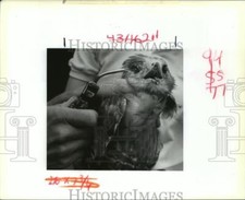 Foto de prensa Audubon Zoo 1989 - veterinaria Susan Wells revisa halcón de hombros rojos