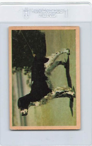1955 Parkhurst Fido 41 English Springer Spaniel VG/EX *DA-D2283