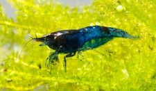 10 Blue Dream Velvet Shrimp - Neocaridina Freshwater Aquarium Shrimp