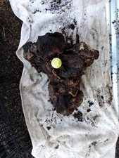  M2 Manzanita Burl Root Wood