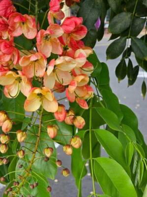 Cassia Javanica 15 PCS fresh seeds, Cassia Javanese, Pink Shower tree seeds