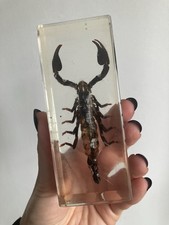Vintage Real Large Scorpion Suspended Clear Resin Block Ornament Paperweight