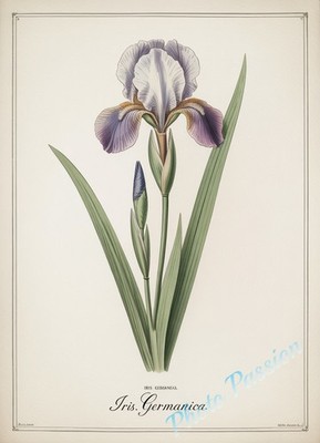 Foto A4 Botanikbrett Vintage Blume Illustration Poster Kunstdruck 6710