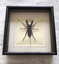 Real Vinegaroon Whip Scorpion - Hand Set & Framed In UK Interesting Gift- *NEW*