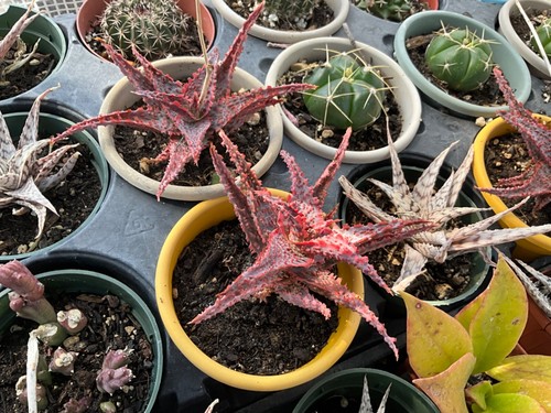  Red Christmas Aloe Liliaceae Home Garden Outdoor Rare