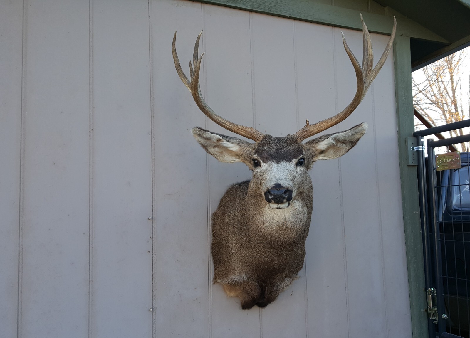 BIG 29" Mule Deer Head Shoulder Mount Taxidermy Cape whitetail elk antlers eBay